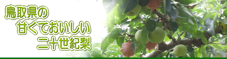 鳥取県の甘くておいしい二十世紀梨